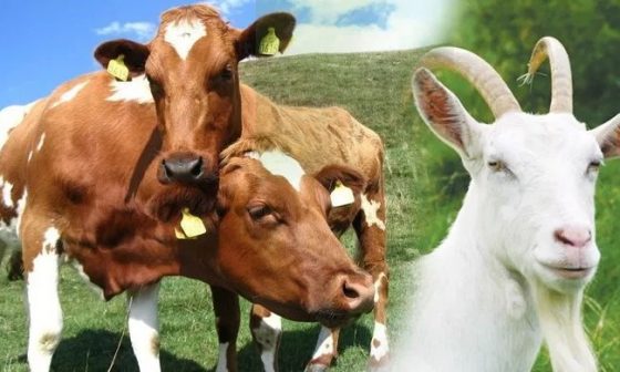 hari qurban 2020
