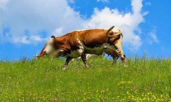 makalah tentang qurban