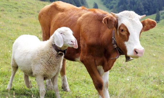 qurban 2020